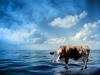 A cow on the sea.jpg