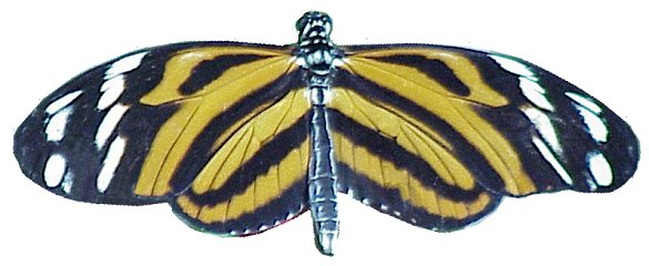 butterfly1.jpg - 33642 Bytes