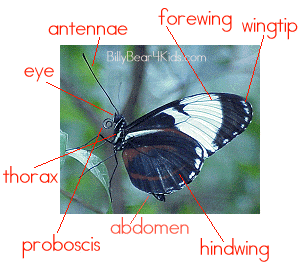 parts-of-butterfly.gif - 21389 Bytes