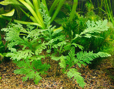 Picture of a Malayan Aqua Fern