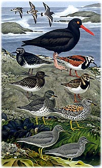Western Rock Shorebirds by James Coe