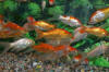 PIcture of Assorted Goldfish