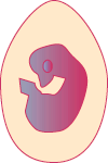 Embryo on Day 11