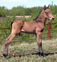 Buckskin Colt  from homestead morgans