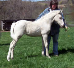 Cremello Filly from amberfiels morgans