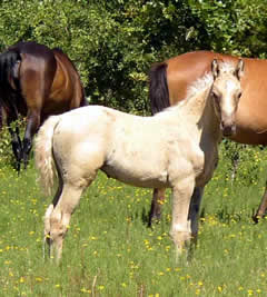 WGM UnNamed Filly
