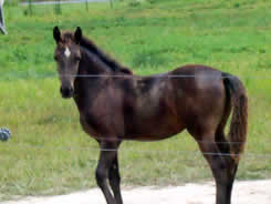 2006 foal