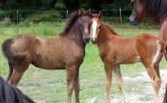 foals 2006
