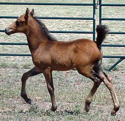 foals 2006