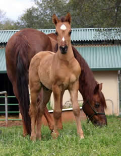 Bay Dun Colt