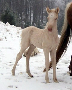 cremello filly from Amberfields Morgans