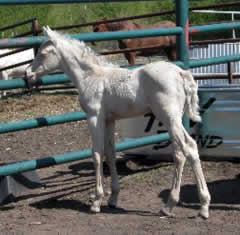 Cremello colt from homestead morgans