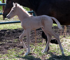Palomino filly  from homestead morgans