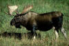 Moose