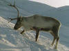 Reindeer