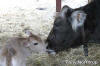 Mother and baby cow