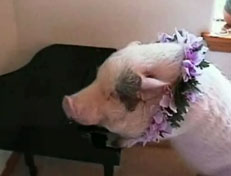 Nellie the Wonder Pig