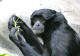 Sutera, 13, female siamang at Seattle's Woodland Park Zoo.