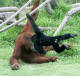 Hitam Lucu, 15-month-old siamang, and Satu, adult male orangutan