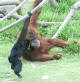 Hitam Lucu, 15-month-old siamang, and Satu, adult male orangutan