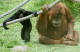 Hitam Lucu, 15-month-old siamang, and Satu, adult male orangutan