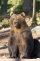 Brown Bear