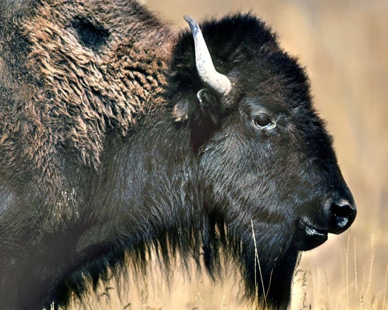 Amrskur Buffalo - GamanOgAlvara