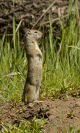 008C_Uinta Ground Squirrel