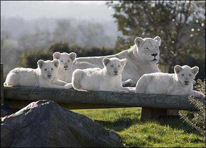 The cubs are naturally white and are part of the only pride of white lions in the UK. Here they are with their mum, Natasha. [West Midland Safari Park] 
