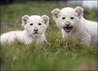 These two baby white lion cubs were born at West Midland Safari Park in January. [West Midland Safari Park] 