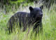 Picture of American Black Bear