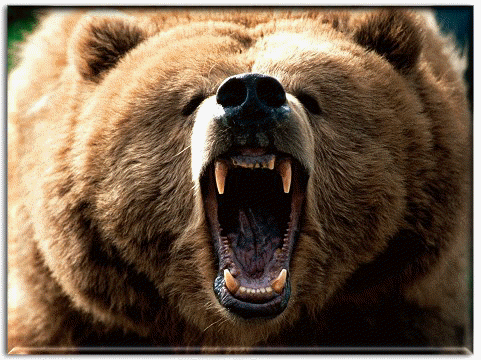 Animal wallpaper , Grizzly bears , bear wallpaper , animal desktop wallpaper