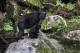 Picture of Black Bears