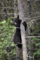 Picture of Cute Black Bears