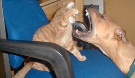 Funny Jokes Pictures of Cat Dentist