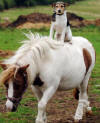 Dog and Horse