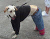 Picture of Dog in Jeans - Love or Hate