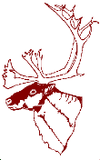 Reindeer