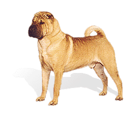 Chinese Shar-Pei picture