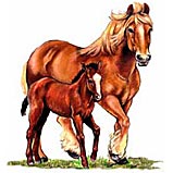 Mare & Foal