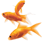 Three fish