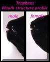 Tropheus mouth structure