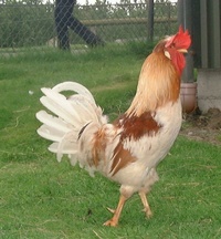 Bjartmar Haninn Bjartmar