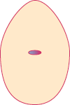 Embryo on Day 01