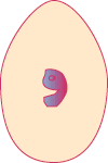 Embryo on Day 05