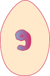 Embryo on Day 06