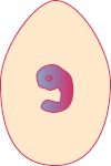 Embryo on Day 07