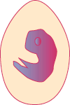 Embryo on Day 10