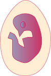 Embryo on Day 12