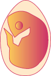 Embryo on Day 15